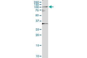 Immunoprecipitation of MYST2 transfected lysate using anti-MYST2 MaxPab rabbit polyclonal antibody and Protein A Magnetic Bead , and immunoblotted with MYST2 MaxPab mouse polyclonal antibody (B01) .