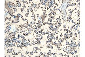 ABIN184738 (6 μg/mL) staining of paraffin embedded Human Placenta.