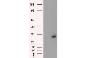 HEK293T cells were transfected with the pCMV6-ENTRY control (Left lane) or pCMV6-ENTRY SRR (Right lane) cDNA for 48 hrs and lysed. (SRR anticorps)