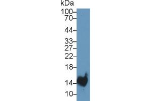 Western Blot; Sample: Rat Stomach lysate; Primary Ab: 1µg/ml Rabbit Anti-Rat TFF2 Antibody Second Ab: 0.