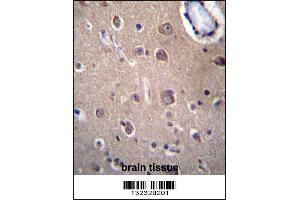 SLC8A3 Antibdy immunohistochemistry analysis in formalin fixed and paraffin embedded human brain tissue followed by peroxidase conjugation of the secondary antibody and DAB staining.