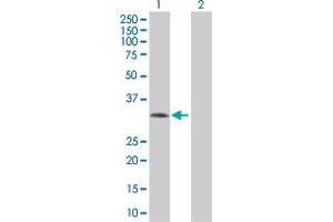 Lane 1: AQP7 transfected lysate ( 37.
