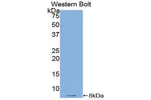 Western Blotting (WB) image for anti-Thymosin beta-4 (TMSB4X) (AA 1-44) antibody (ABIN1078567) (TMSB4X anticorps  (AA 1-44))
