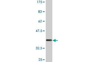 Western Blot detection against Immunogen (36.