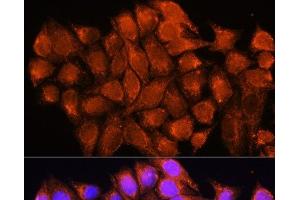 Immunofluorescence analysis of HeLa cells using ATP5D Polyclonal Antibody at dilution of 1:100.