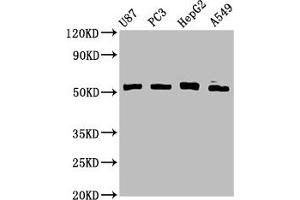 Western Blot Positive WB detected in: U87 whole cell lysate, PC-3 whole cell lysate, HepG2 whole cell lysate, A549 whole cell lysate All lanes: PPP2R2D antibody at 3. (PPP2R2D anticorps  (Regulatory Subunit B))