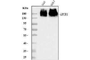 Western blot analysis of P Glycoprotein/ABCB1 using anti-P Glycoprotein/ABCB1 antibody (ABIN7599525).
