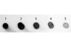 Dot Blot of Goat anti-Guinea Pig IgG Antibody (Min X 10) Alkaline Phosphatase Conjugated.
