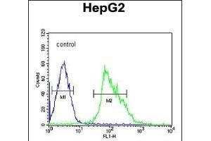 USP17L24 Antibody (C-term) (ABIN651682 and ABIN2840359) flow cytometric analysis of HepG2 cells (right histogram) compared to a negative control cell (left histogram).