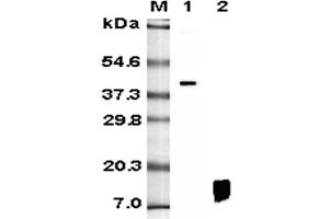 Western blot analysis using anti-RELM-β (human), mAb (HRB 149)  at 1:5'000 dilution. (RETNLB anticorps)
