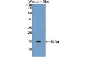 Western Blotting (WB) image for anti-Phospholipase A2, Group IID (PLA2G2D) (AA 21-144) antibody (ABIN1174195) (PLA2G2D anticorps  (AA 21-144))