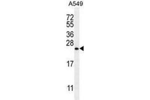 Western blot analysis in A549 cell line lysates (35ug/lane) using Sorting nexin-24 (SNX24)  Antibody . (SNX24 anticorps  (N-Term))