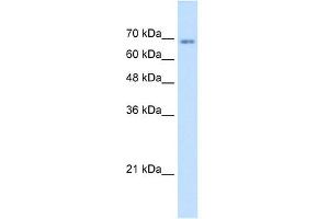 TM9SF1 antibody used at 1. (TM9SF1 anticorps  (N-Term))