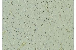 ABIN6273586 at 1/100 staining Mouse muscle tissue by IHC-P. (HOPX anticorps  (C-Term))