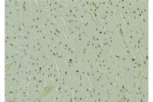 ABIN6273586 at 1/100 staining Mouse muscle tissue by IHC-P. (HOPX anticorps  (C-Term))