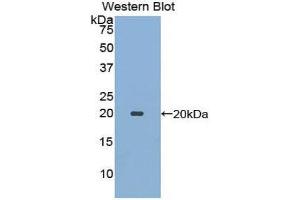 Western Blotting (WB) image for anti-Ecotin (AA 21-162) antibody (ABIN1078001) (Ecotin (AA 21-162) anticorps)