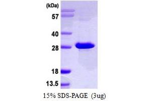 SDS-PAGE (SDS) image for 5',3'-Nucleotidase, Mitochondrial (NT5M) (AA 32-228) protein (His tag) (ABIN7279522)