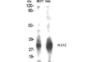 Western Blot (WB) analysis of specific cells using 14-3-3 zeta Polyclonal Antibody. (14-3-3 zeta anticorps  (Tyr330))