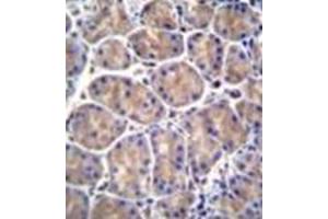 Immunohistochemistry analysis in formalin fixed and paraffin embedded human stomach tissue reacted with GALNS Antibody (Center) followed by peroxidase conjugation of the secondary antibody and DAB staining.