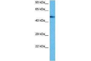 Host:  Mouse  Target Name:  ETS2  Sample Tissue:  Mouse Heart  Antibody Dilution:  1ug/ml (ETS2 anticorps  (Middle Region))