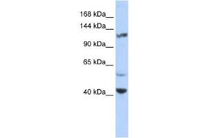 KCNH3 antibody used at 1 ug/ml to detect target protein.