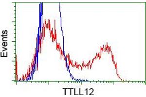 Image no. 3 for anti-Tubulin tyrosine Ligase-Like Family, Member 12 (TTLL12) antibody (ABIN1499033) (TTLL12 anticorps)