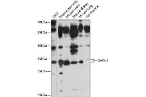 Western blot analysis of extracts of various cell lines, using OVOL1 antibody (ABIN7269129) at 1:1000 dilution. (OVOL1 anticorps  (AA 1-120))