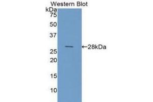 Western Blotting (WB) image for anti-Galectin 3 (LGALS3) (AA 1-250) antibody (ABIN1078055) (Galectin 3 anticorps  (AA 1-250))