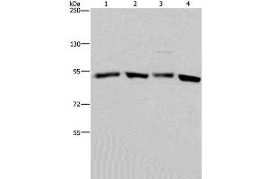 Western Blot analysis of Hela and K562 cell, Mouse brain tissue and 293T cell using HSP90 alpha Polyclonal Antibody at dilution of 1:300