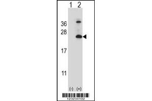 Western blot analysis of TSPAN6 using rabbit polyclonal TSPAN6 Antibody using 293 cell lysates (2 ug/lane) either nontransfected (Lane 1) or transiently transfected (Lane 2) with the TSPAN6 gene. (Tetraspanin 6 anticorps  (C-Term))