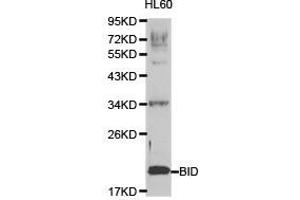Western Blotting (WB) image for anti-BH3 Interacting Domain Death Agonist (BID) antibody (ABIN1871288) (BID anticorps)
