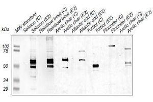 Western Blotting (WB) image for anti-Zona Radiata Protein antibody (ABIN108744) (Zona Radiata Protein anticorps)