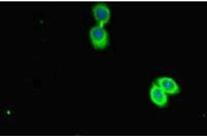 Immunofluorescent analysis of HepG2 cells using ABIN7163143 at dilution of 1:100 and Alexa Fluor 488-congugated AffiniPure Goat Anti-Rabbit IgG(H+L) (PEBP1 anticorps  (AA 97-128))
