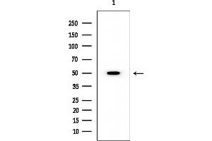 Western blot analysis of lysates from Rat testis, using TFDP1 Mouse Monoclonal Antibody at 1/1000 dilution.