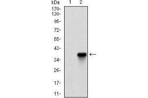 Western blot analysis using ZFP42 mAb against HEK293 (1) and ZFP42 (AA: 249-310)-hIgGFc transfected HEK293 (2) cell lysate.