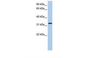 Image no. 1 for anti-Chromosome 12 Open Reading Frame 24 (C12orf24) (AA 38-87) antibody (ABIN6739023) (C12ORF24 anticorps  (AA 38-87))