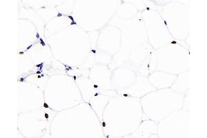 Immunohistochemistry analysis of paraffin-embedded rat adipose tissue using PPARG Monoclonal Antibody at dilution of 1:1000.