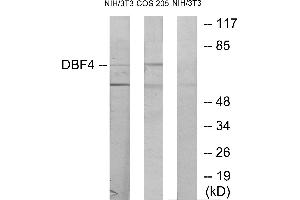 Western blot analysis of extracts from NIH-3T3 cells treated with H2O2 (100uM, 30mins) and COS-7 cells treated with PMA (125mg/ml, 30mins), using DBF4 antibody.