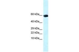 Image no. 1 for anti-Growth Differentiation Factor 10 (GDF10) (AA 261-310) antibody (ABIN6747768) (GDF10 anticorps  (AA 261-310))