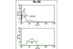 VDAC1 Antibody (Center) (ABIN390564 and ABIN2840894) flow cytometry analysis of HL-60 cells (bottom histogram) compared to a negative control cell (top histogram).