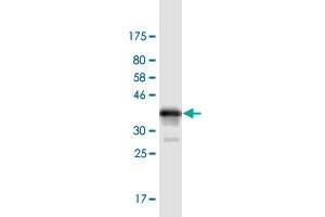 Western Blot detection against Immunogen (37.