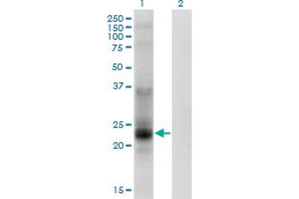 Tspan-8 anticorps  (AA 110-205)