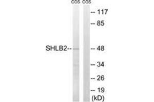 Western blot analysis of extracts from COS7 cells, using SH3GLB2 Antibody.