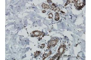 Image no. 1 for anti-Mitogen-Activated Protein Kinase Kinase Kinase Kinase 4 (MAP4K4) (AA 611-710) antibody (ABIN466146) (MAP4K4 anticorps  (AA 611-710))