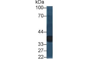 Detection of LGMN in Rat Kidney lysate using Polyclonal Antibody to Legumain (LGMN) (LGMN anticorps  (AA 18-435))