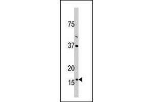 Western blot analysis of TXN2 polyclonal antibody  in 293 cell line lysate (35 ug/lane). (TXN2 anticorps  (C-Term))