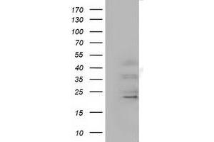 Western Blotting (WB) image for anti-Ephrin A2 (EFNA2) antibody (ABIN1497958) (Ephrin A2 anticorps)