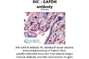 Image no. 2 for anti-Glyceraldehyde-3-Phosphate Dehydrogenase (GAPDH) (AA 9-323) antibody (ABIN1734616) (GAPDH anticorps  (AA 9-323))