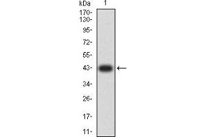 Western blot analysis using ATP2A1 mAb against human ATP2A1 (AA: 487-631) recombinant protein.