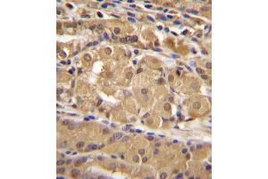 IRF9 Antibody immunohistochemistry analysis in formalin fixed and paraffin embedded human stomach tissue followed by peroxidase conjugation of the secondary antibody and DAB staining.